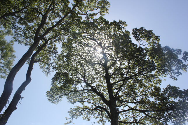 Women in the Landscape Treetops on a Sunny Day