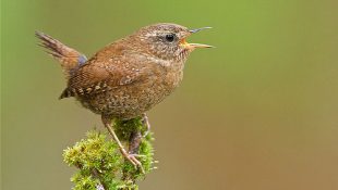 Wren singing