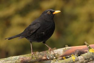 Male blackbird