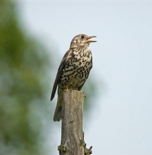 Thrush singing