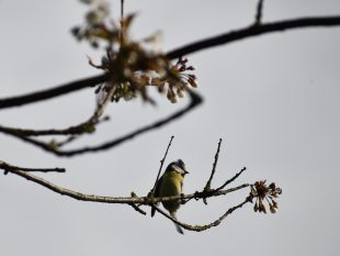 Blue tit sitting on a branch