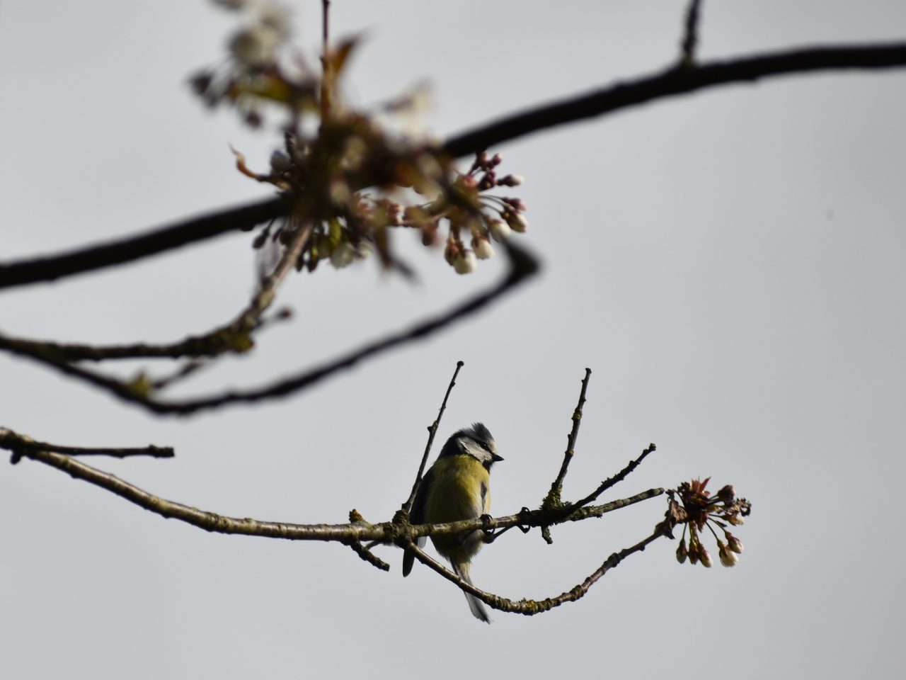 Birdsong Haiku