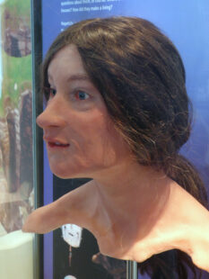 A reconstructed head of a woman in a museum display box