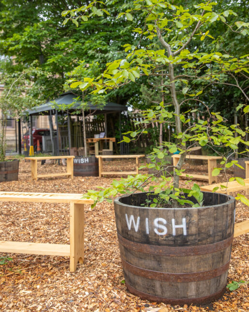 view of a small Beech tree in a whiskey barrel. On the side of the barrel is the word WISH. The tree is next to a bench in a ring of other trees and benches