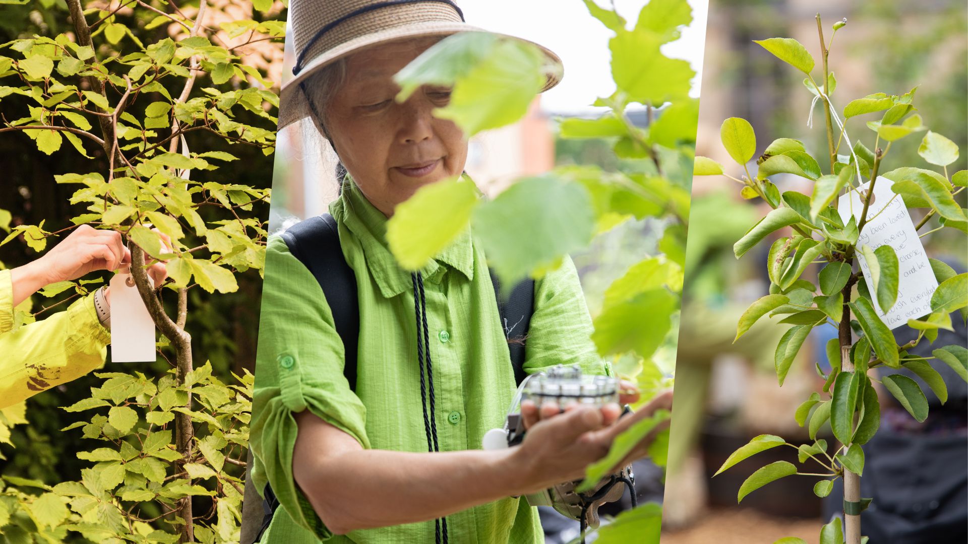 Collage of Peace Arbour images, including wishes being tied on trees and Reiko Goto Collins performing Hakoto