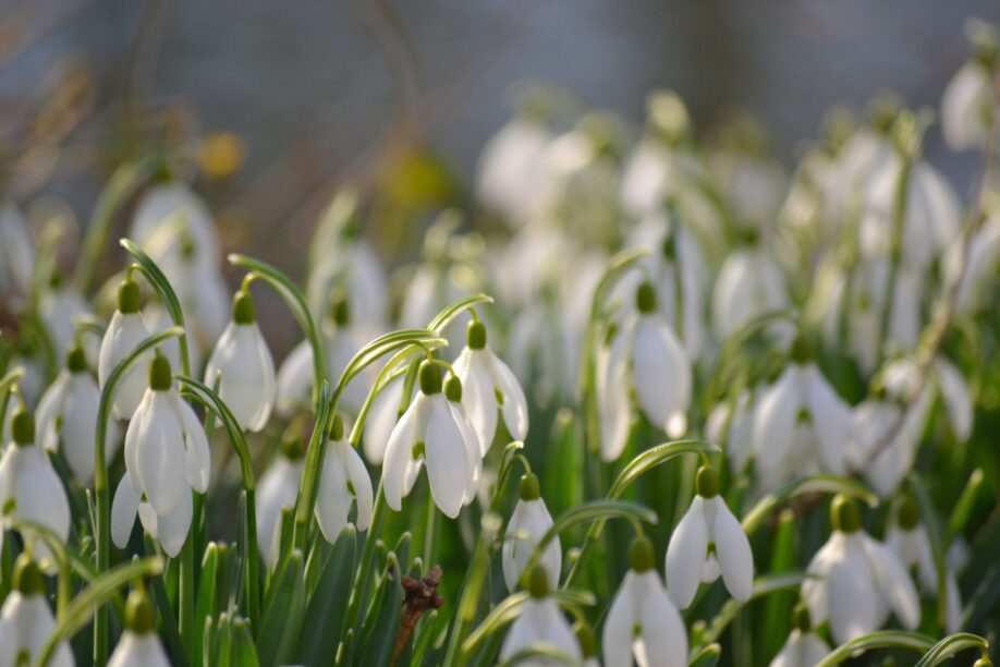 A close up of a patch of snowdrops bathed in sunlight.